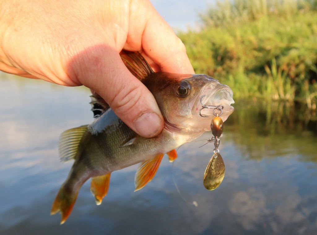 Окунь и тейл-спиннер Lucky John Tail Spin