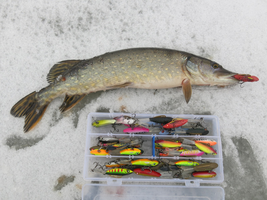 Щука, пойманная на балансир