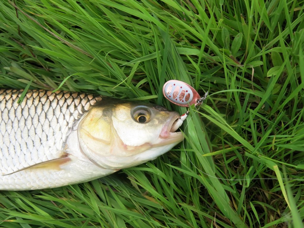 Голавль клюнул на вращалку Голавль клюнул на вращалку
