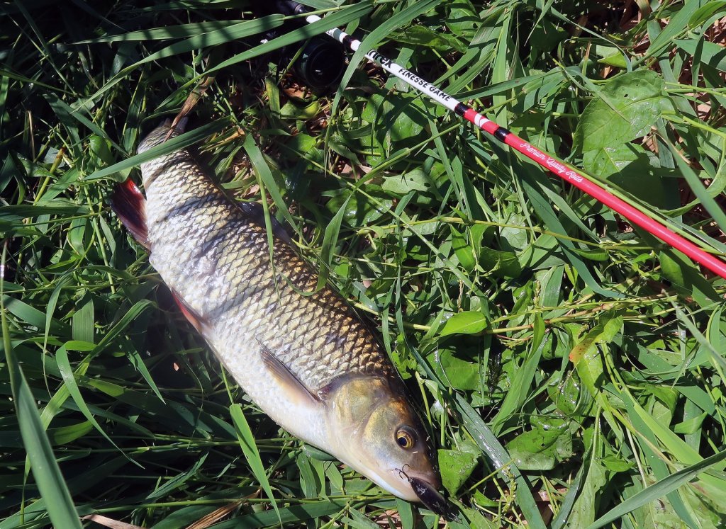 Голавль и спиннинг на берегу