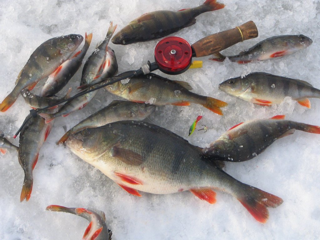 Семіз әйелдің емшегін жұлып алу