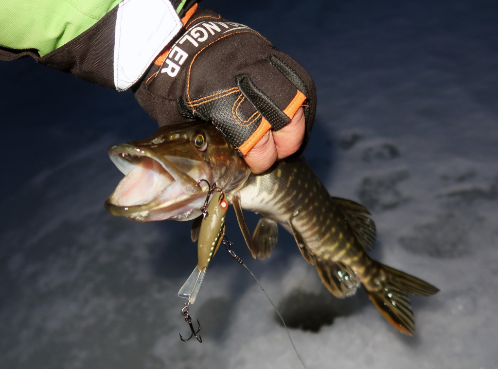 Балансирная щука в начале сезона