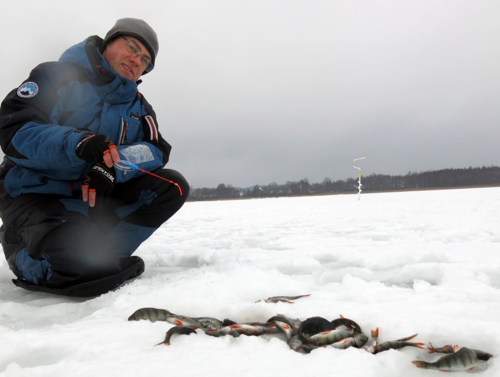 Рыболов ловит окуней со льда