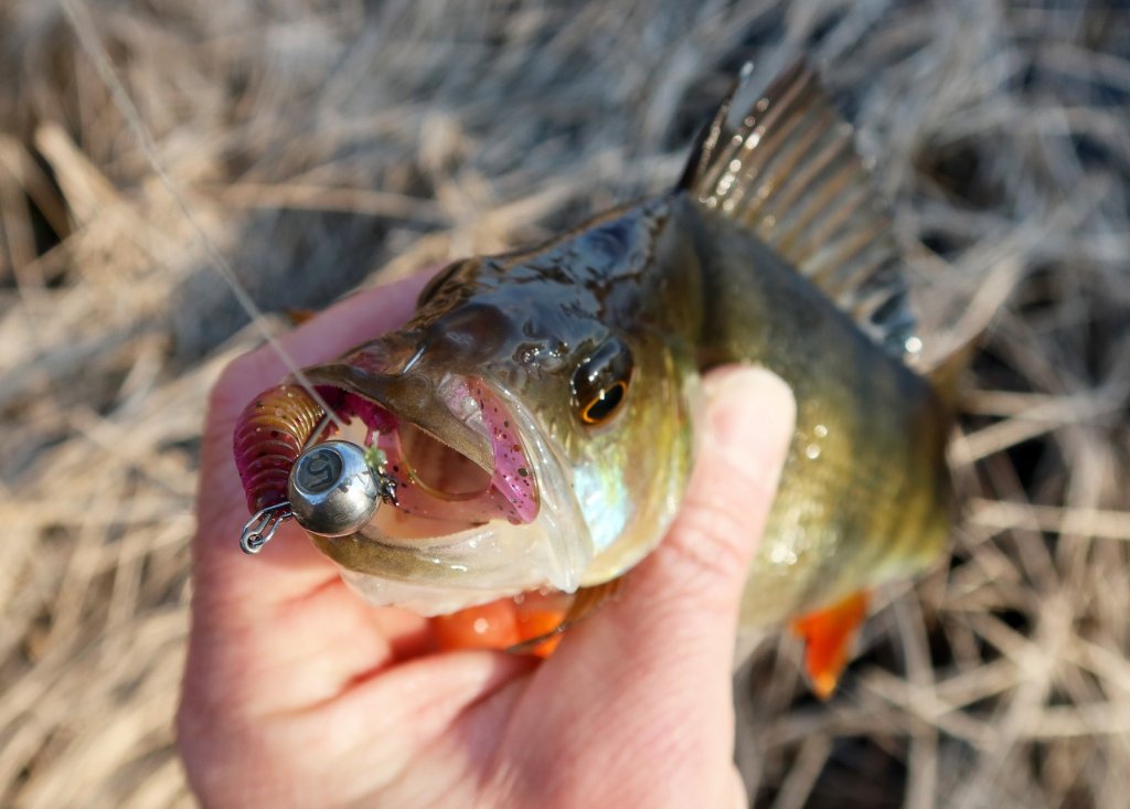 Сработал твистер Lucky John Ultra Worm Curly