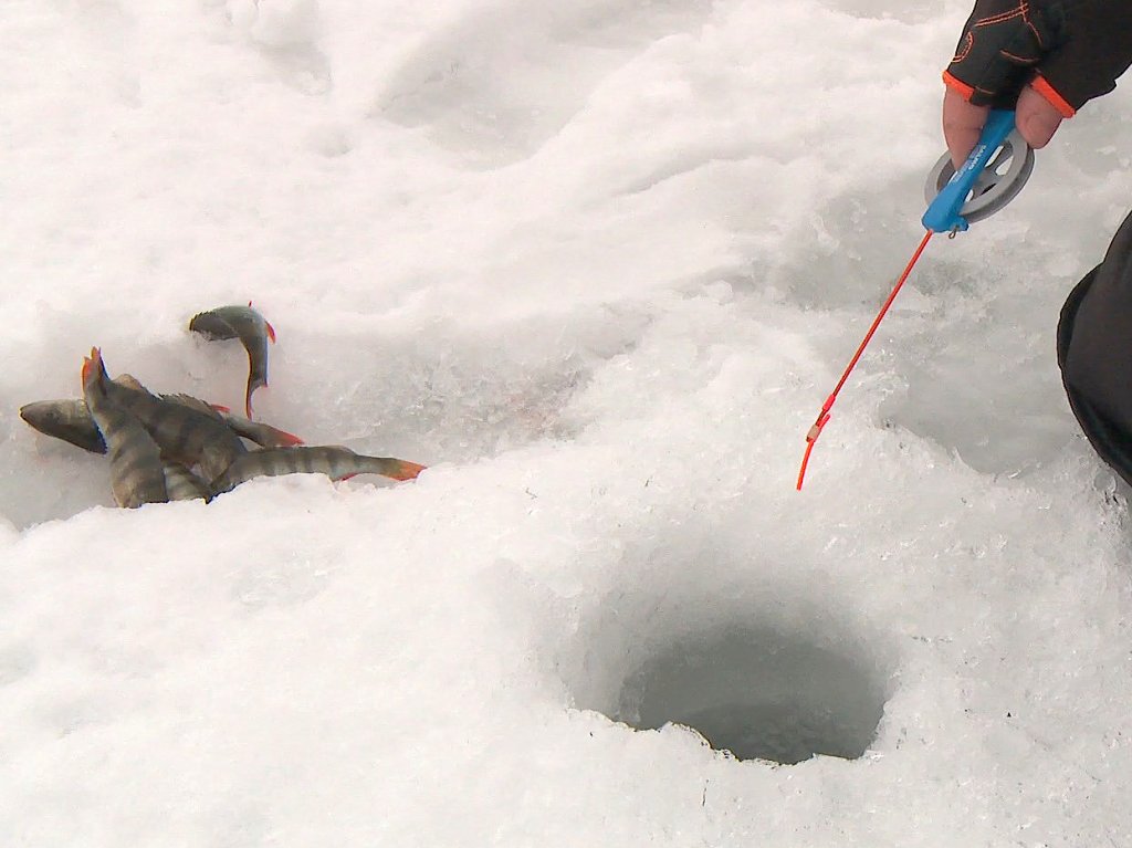 Процесс ловли окуня со льда Процесс ловли окуня со льда