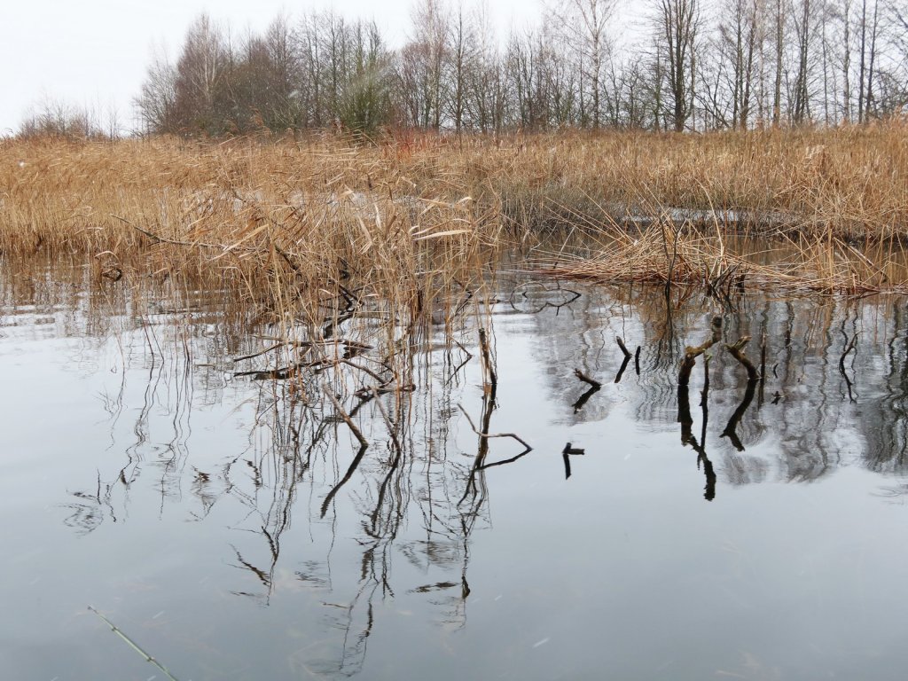 Участок водоёма с растительностью и коряжником