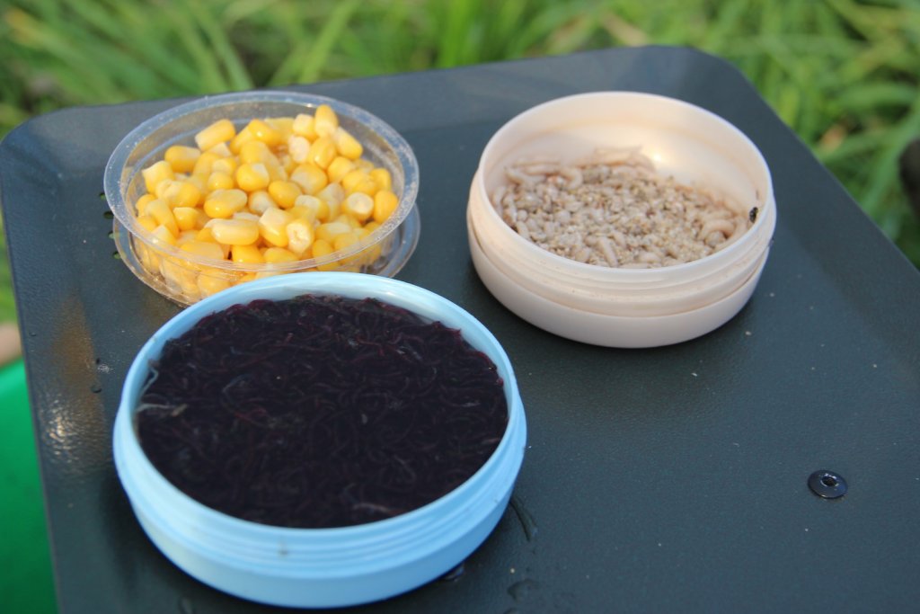 Куруруза, мотыль и опарыш