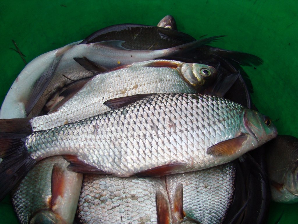 Улов разной белой рыбы в ведре