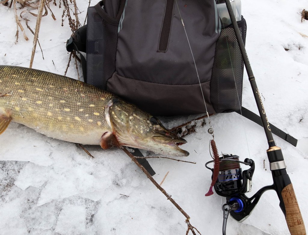 Щука на снегу со спиннинговой снастью