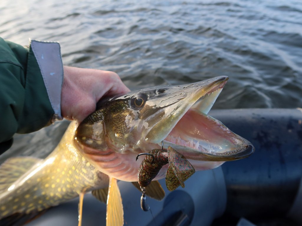 По щуке сработал твистер