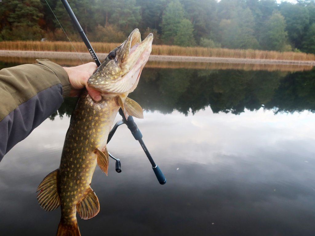 Щука со спиннингом на фоне водоёма