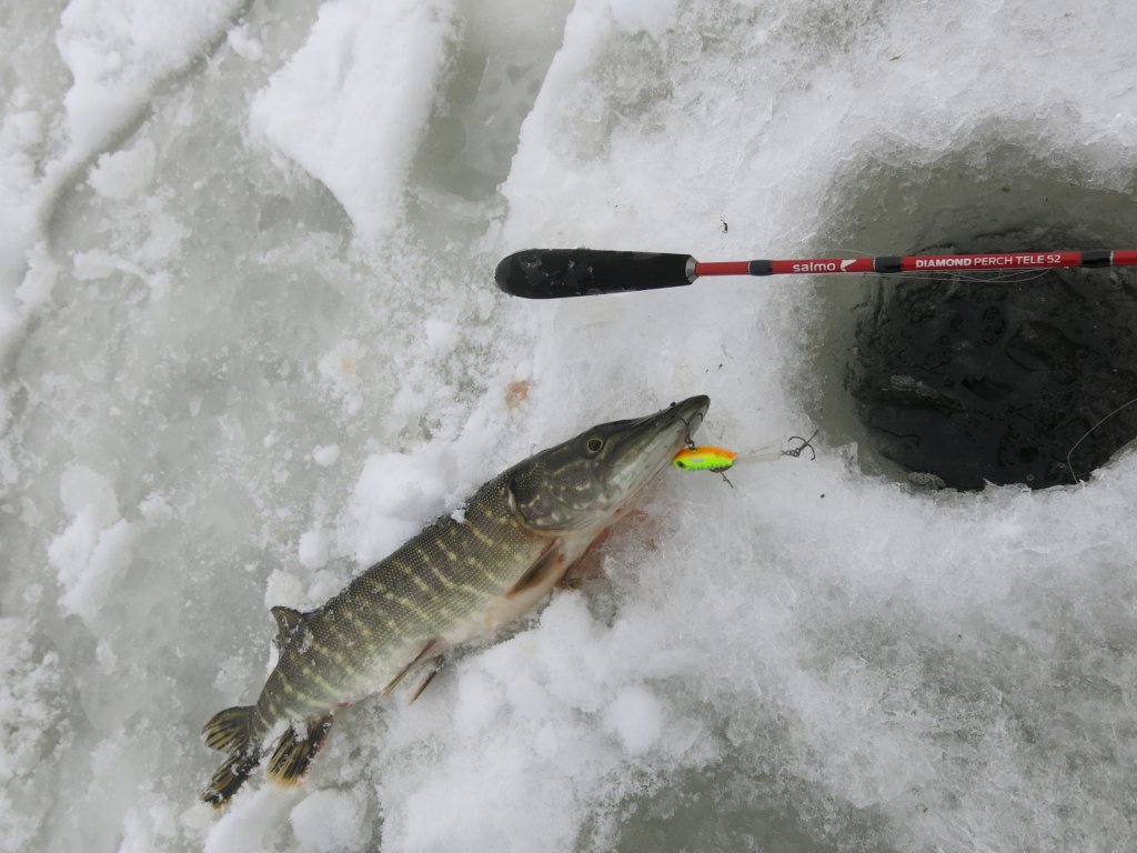 Щука и удочка на лунке