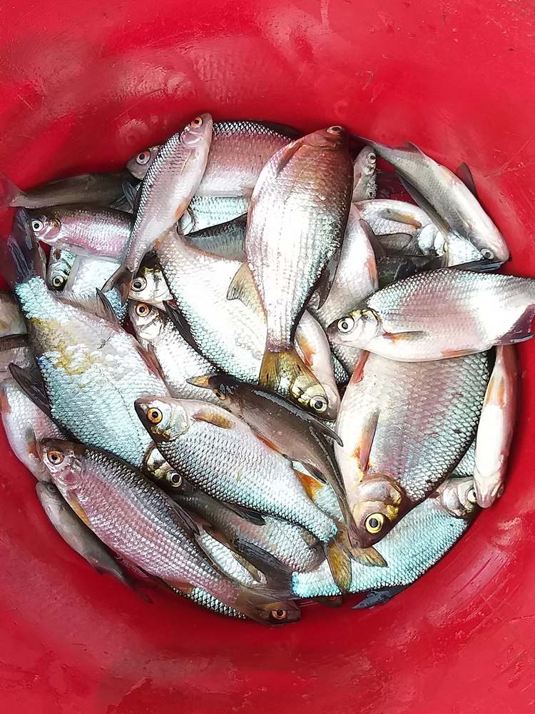 Болонская ловля в неидеальных условиях 00004.JPG