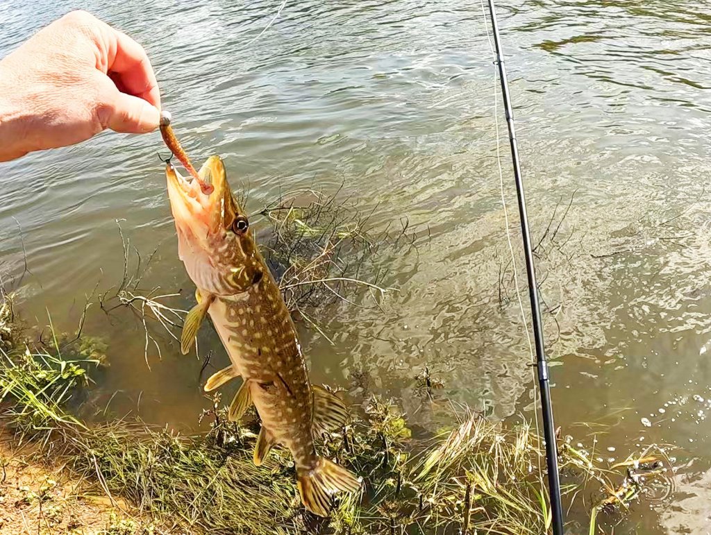 Щука еле засеклась на джиг-головку