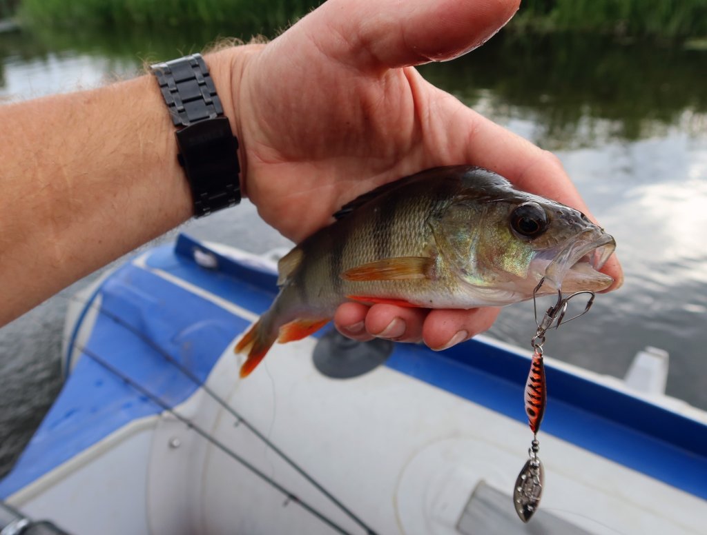 Окунь и блесна-незацепляйка