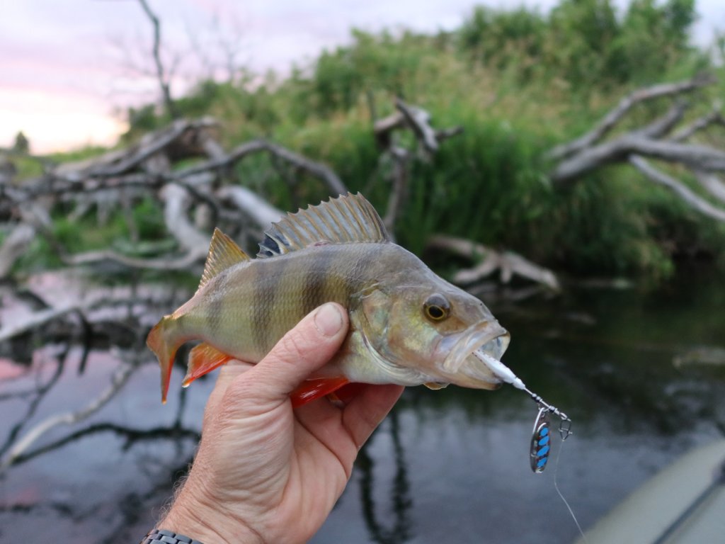 Вечерний окунь на вертушку