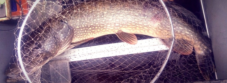 как доловить щуку (4).jpg