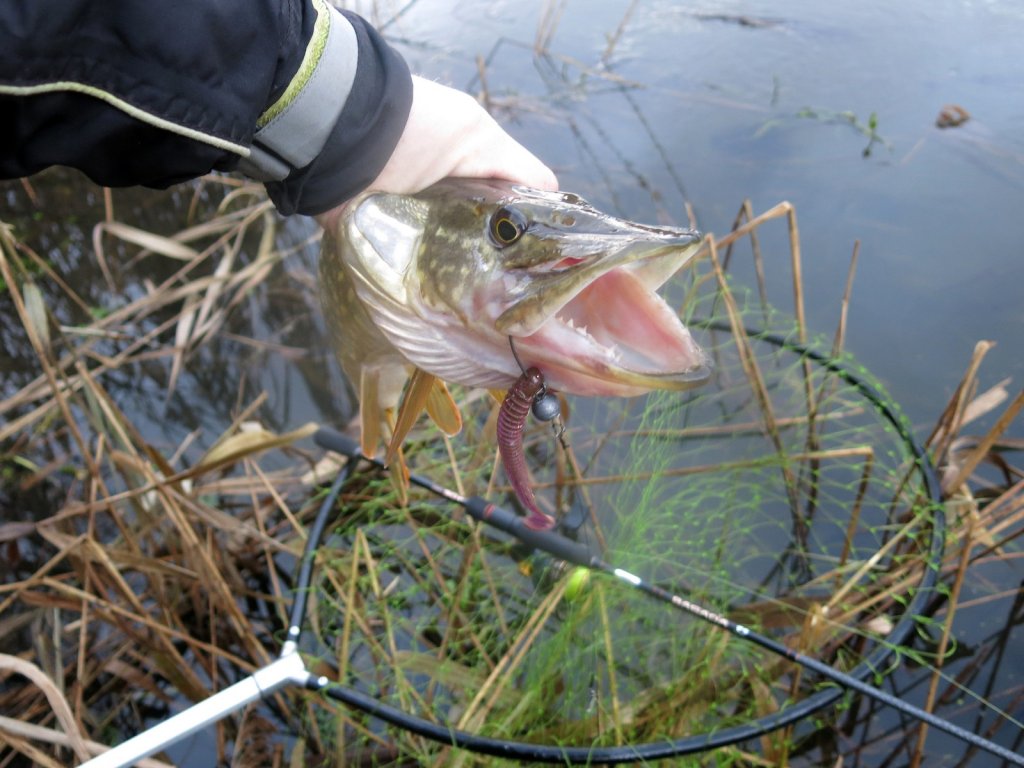Поимка щуки с берега