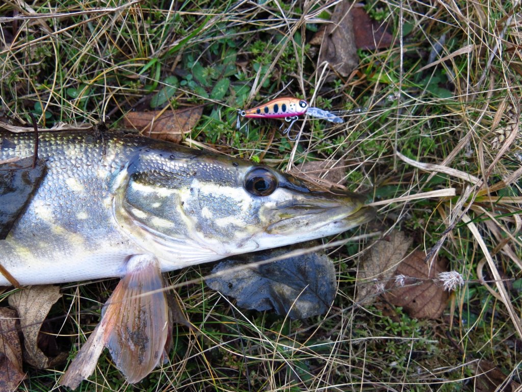 Щука поймана на маленький воблер