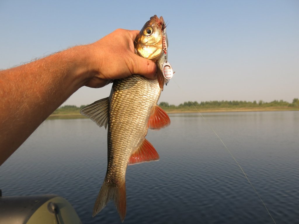 Язь пойман на вертушку Язь пойман на вертушку