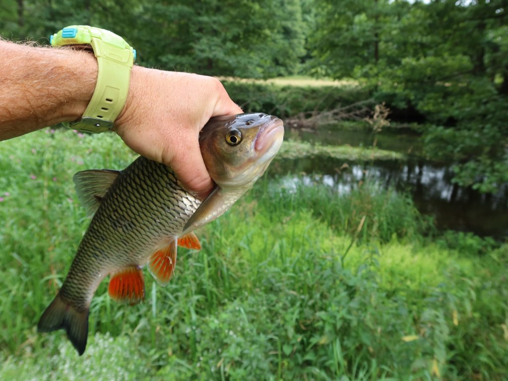 Место, где был пойман голавль