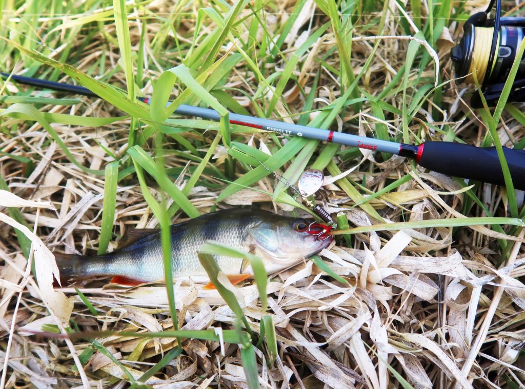Окунь с приманкой и спиннингом