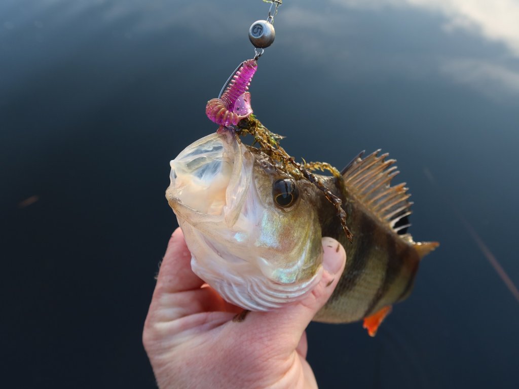 Окунь клюнул на яркий твистер