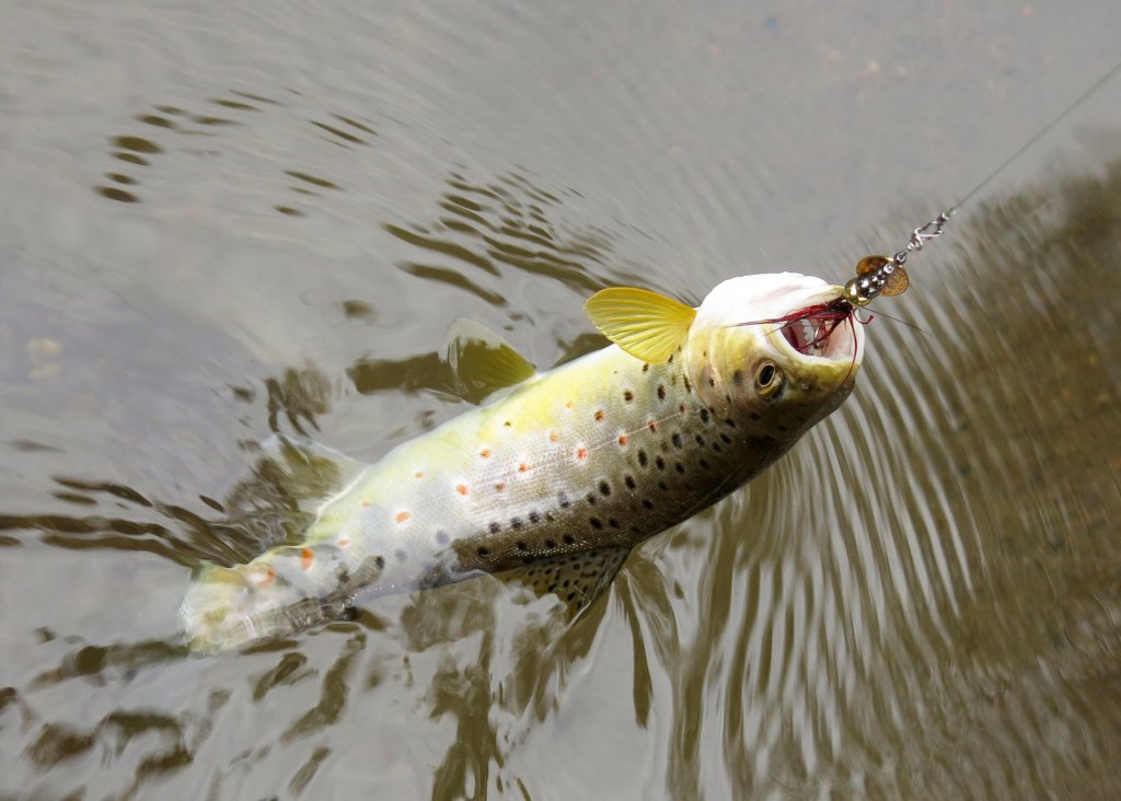Ручьевая форель с вращалкой Ручьевая форель с вращалкой