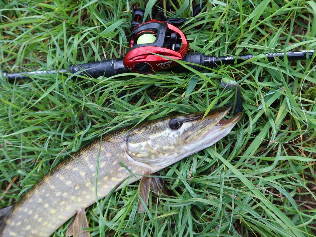 Щука на траве с кастингововй снастью