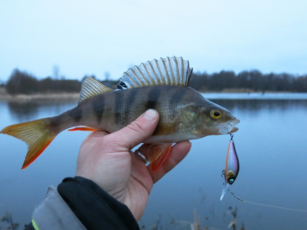 Окунь с воблером на фоне водоёма Окунь с воблером на фоне водоёма