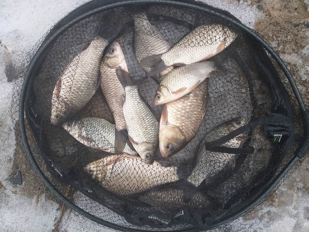 Караси в садке зимой