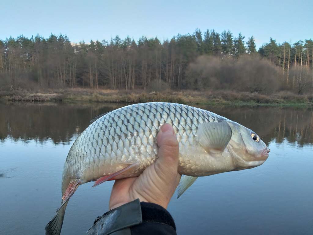 cold water stalking chub 00004.jpg cold water stalking chub 00004.jpg