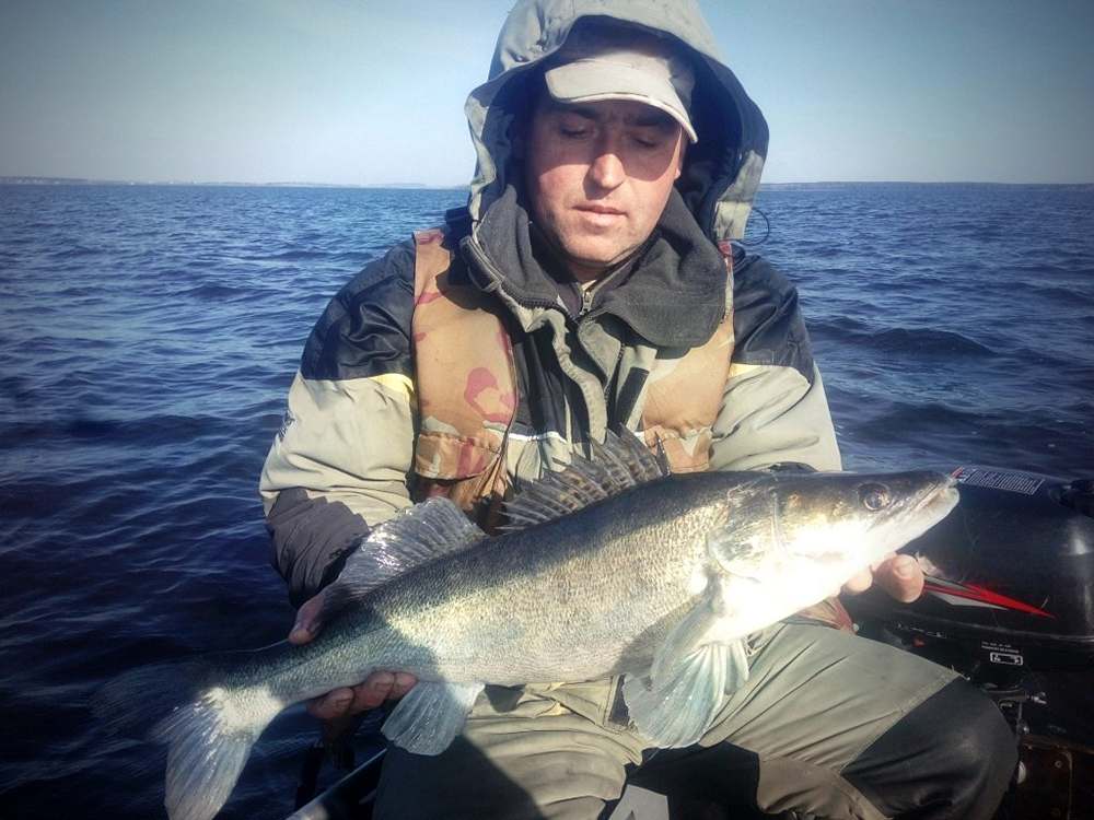 Нюансы ловли судака с лодки после заката 