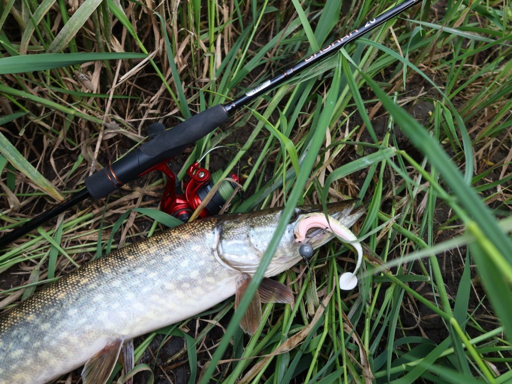 Щука со снастью и мягкой приманкой
