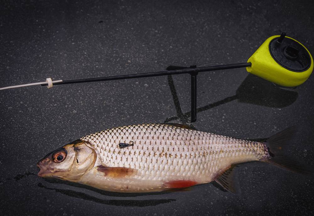 Плотва на льду рядом с удильников Плотва на льду рядом с удильников
