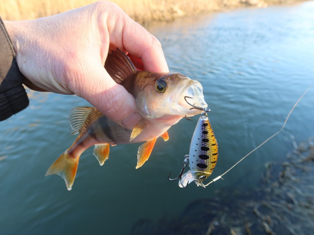 Окунь пойман на воблер