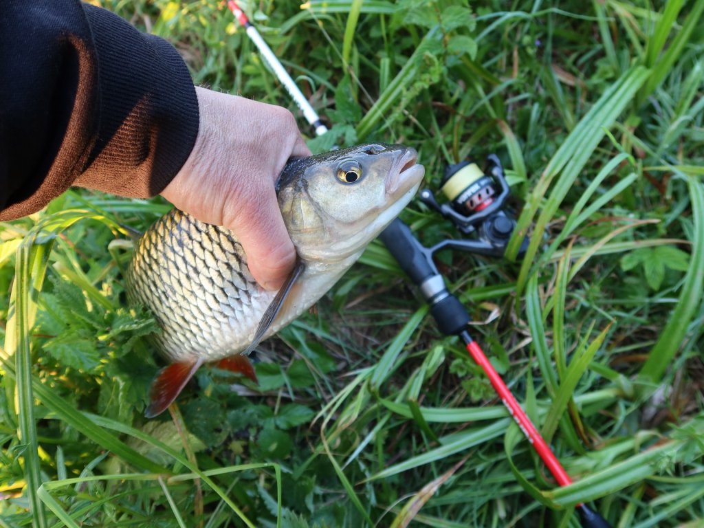 Голавль со спиннинговой снастью