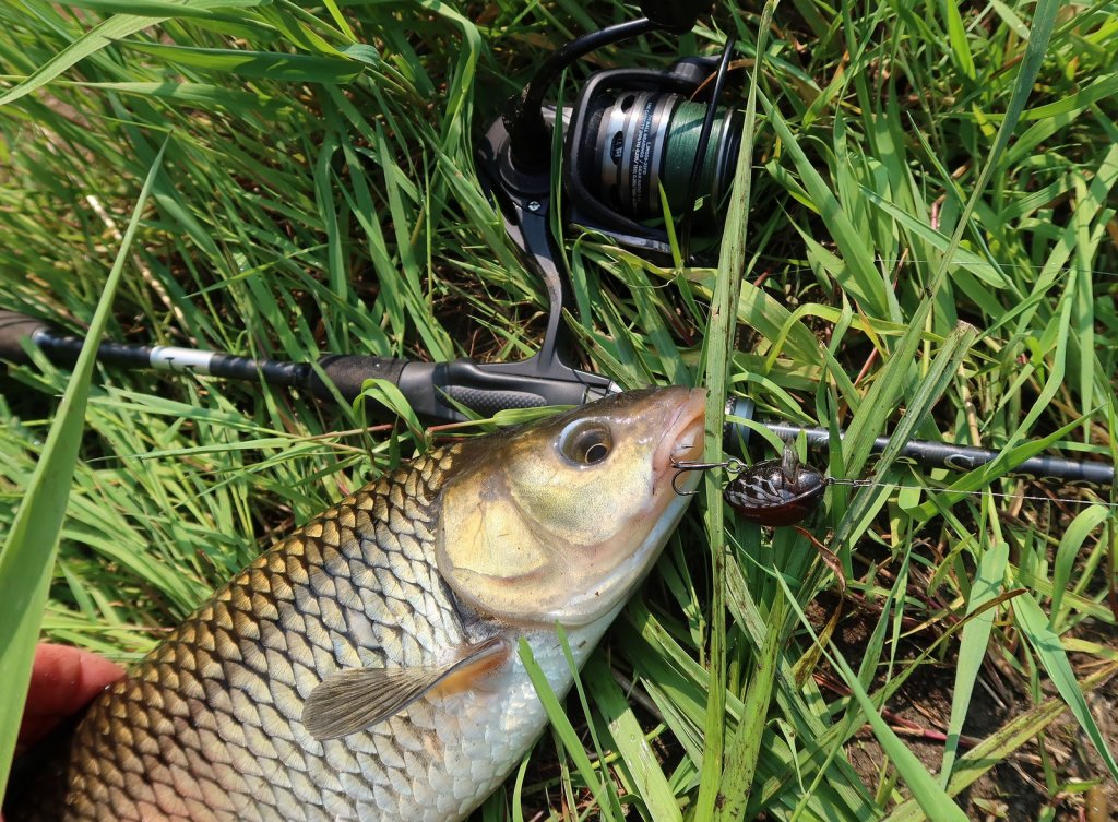 Голавль клюнул на воблер под жука