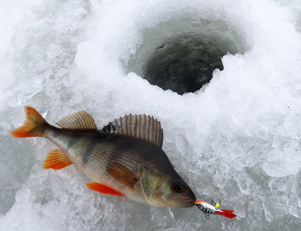 Окунь клюнул на балансир натуральной расцветки