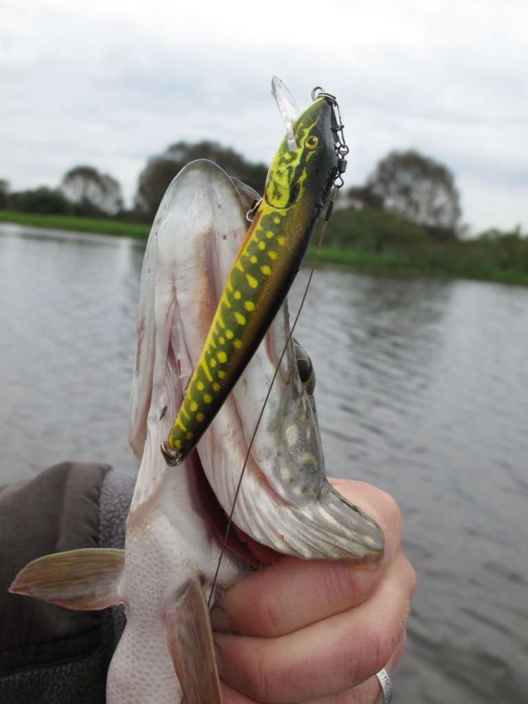 Щука и воблер Salmo Pike Щука и воблер Salmo Pike