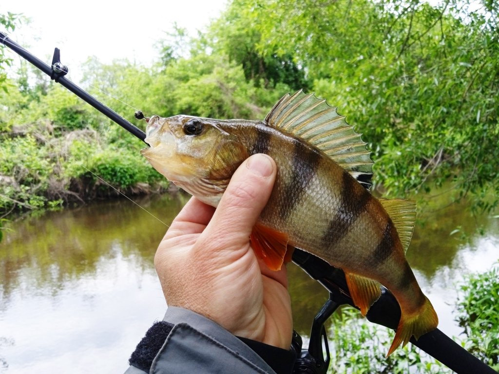 Окунь пойман спиннингом на мормышку Окунь пойман спиннингом на мормышку