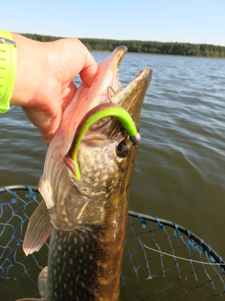 Щука с двухцветным виброхвостом на джиг-головке Щука с двухцветным виброхвостом на джиг-головке