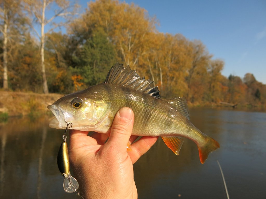 Окунь с воблером осенью