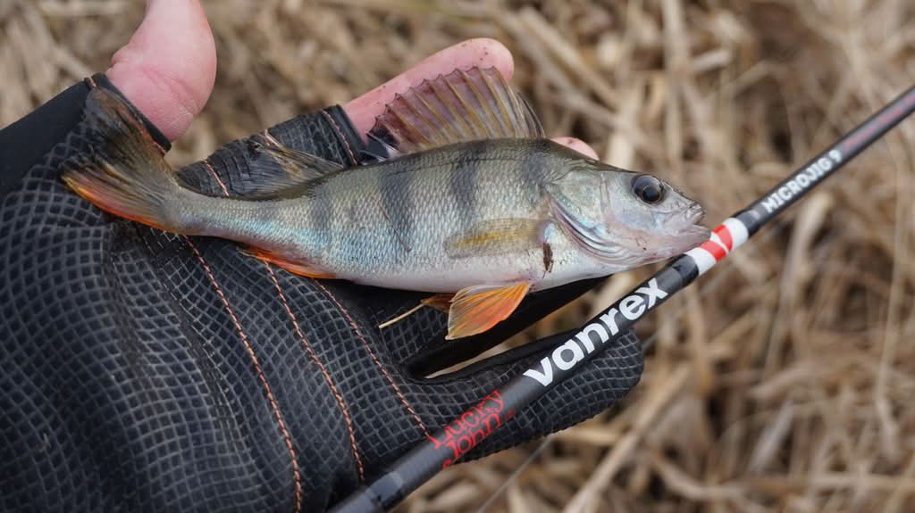 Маленький окунь в руке рыбака Небольшой окунь в руке рыбака и спиннинг Lucky John Vanrex Micro Jig