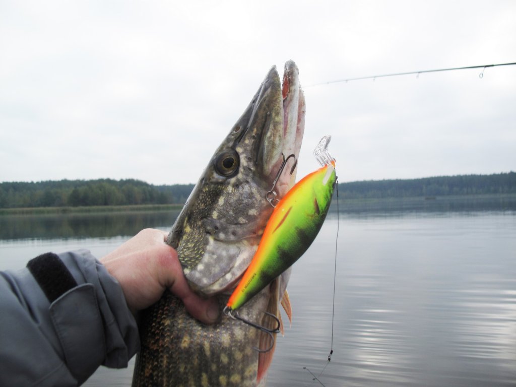 Щука поймана на воблер Salmo Executor 12 Щука поймана на воблер Salmo Executor 12