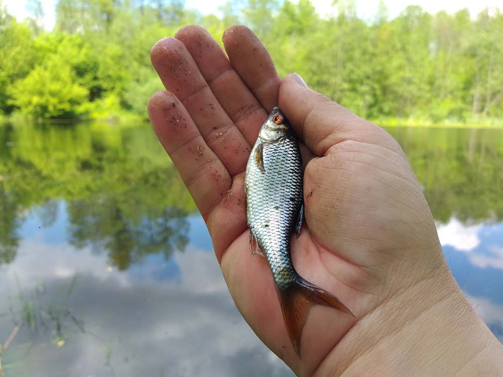 восемь ошібок в поплавочной ловле 0005.JPG