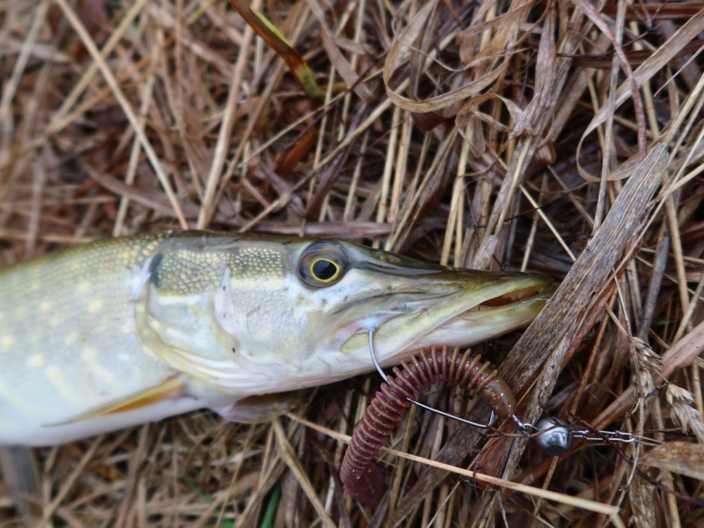 Щука и Lucky John Spark Tail 4 на берегу