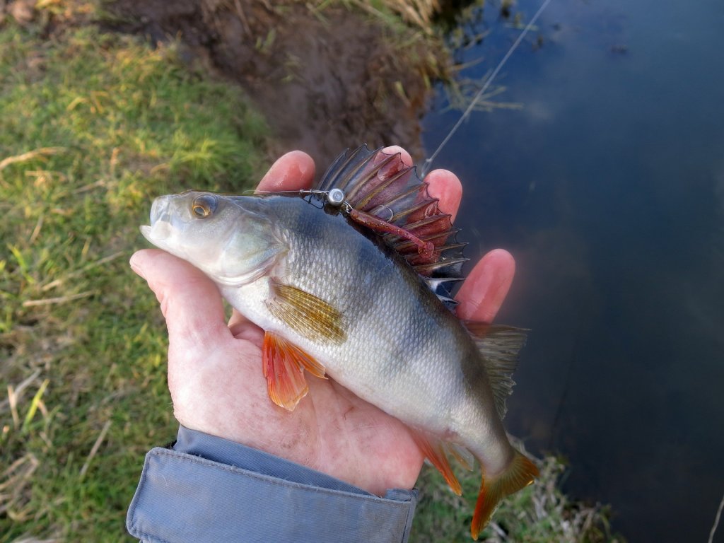 Окунь с небольшой силиконовой приманкой