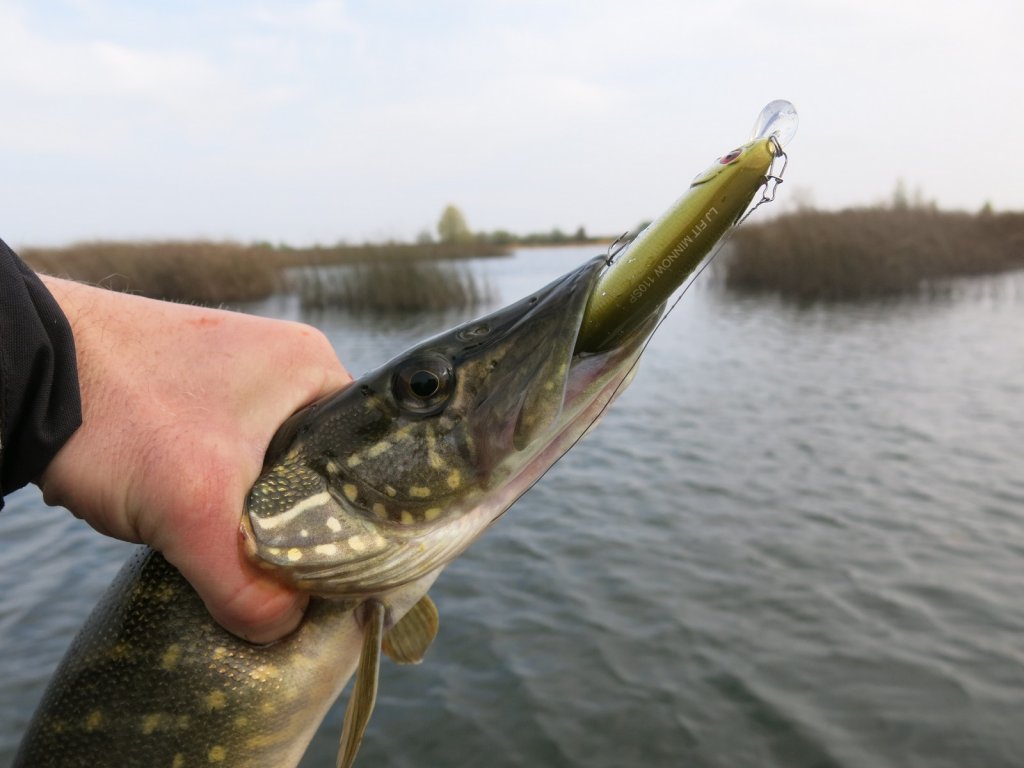Щука поймана на воблер минноу