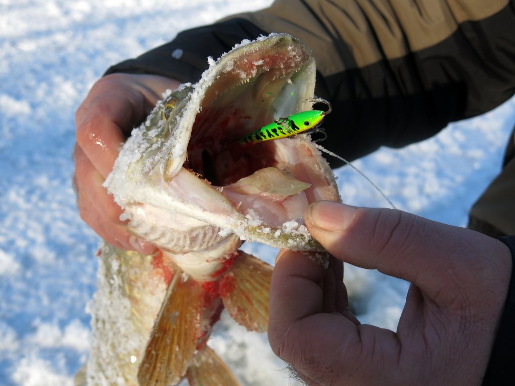 Щука зимой ловится на балансир Щука зимой ловится на балансир